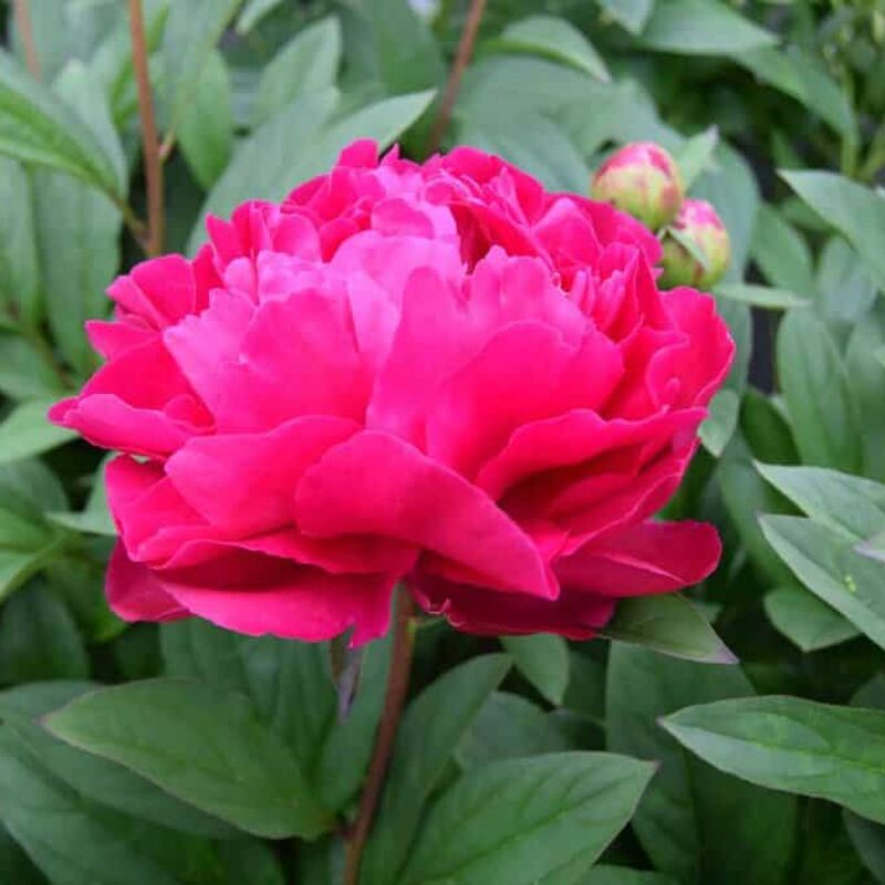 Paeonia lactiflora 'Karl Rosenfield' ---